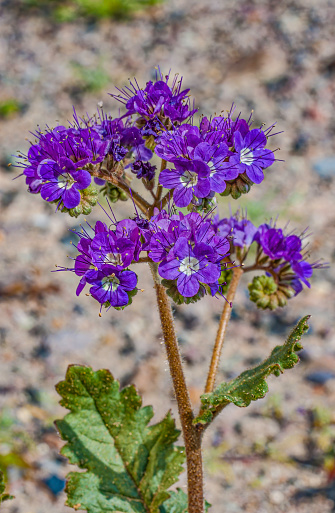 Phacelia crenulata is a species of flowering plant in the borage family, Boraginaceae. Its common names include crenate phacelia, notch-leaf scorpion-weed, notch-leaved phacelia, cleftleaf wildheliotrope, and heliotrope phacelia and found in Death Valley National Park, California.