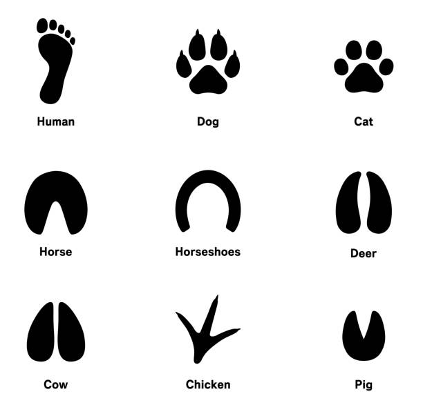 ilustrações de stock, clip art, desenhos animados e ícones de various animals footprint icon set - footprint track paw print