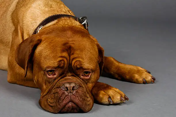 A sad brown dog with his head down on the floor waits for something unknown.  Gray background provides copy space.