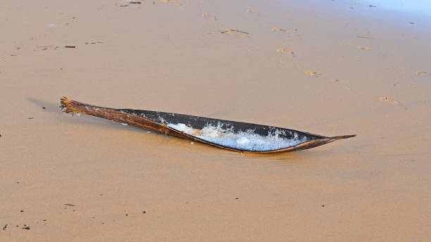 istock Palm frond on the beach 1381943993