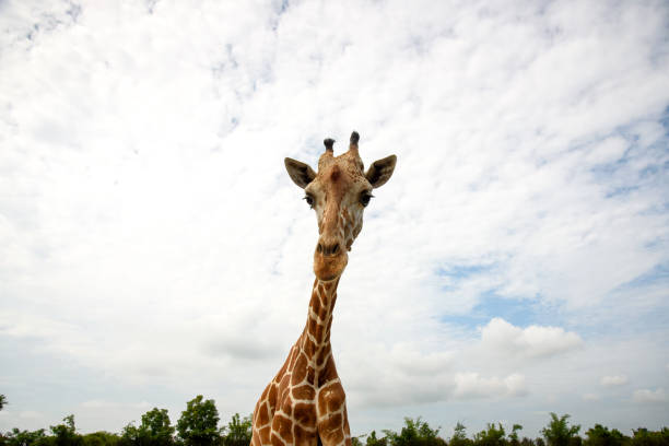 istock Giraffe looking at tourist car 1381947137