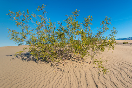 Creosote Bush growing on the Mesquite Flat Sand Dunes in Death Valley National Park, California.