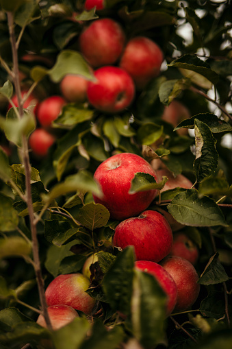 red apples on a branch in an orchard at harvest time. apples are in the foreground with defocused background.