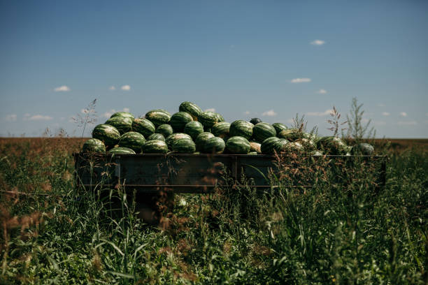 Pile of ripe watermelon on a background of cloudy sky