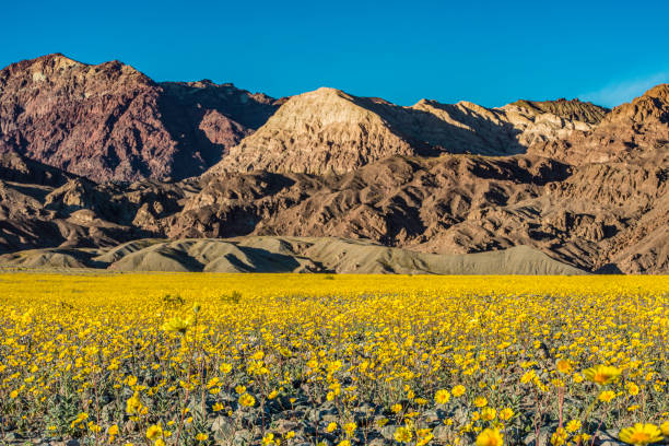 devil's golf course im death valley national park, kalifornien. eine große salzpfanne auf dem talboden. - wildflower california desert spring stock-fotos und bilder