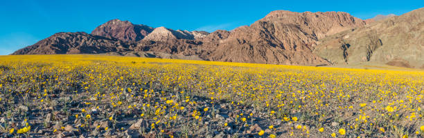 istock Devil's Golf Course in Death Valley National Park, California. A large salt pan on the floor of the valley. 1381959911