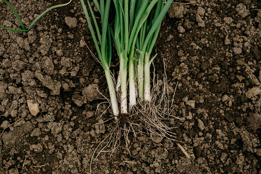 Photo of freshly harvested spring onion, still in the soil, ready to be washed by water