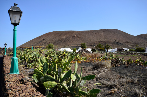 Lanzarote, cactus field for cultivation of cochineal scale insects