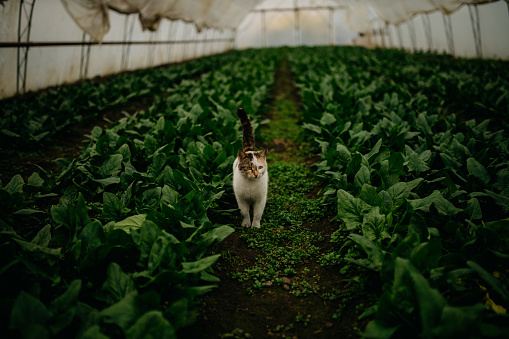 Spontaneous image of a domestic cat walking through the greenhouse where organic Kale is growing, almost ready for harvesting