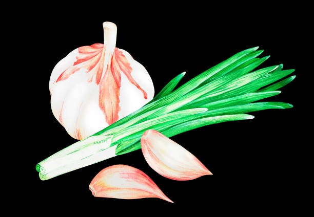 ilustrações, clipart, desenhos animados e ícones de alho e cebola verde. ilustração vintage aquarela. isolado em um fundo preto. para design. - chive onion spring onion garlic