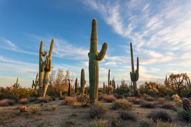 istock Arizona desert landscape with cactus 1382010996