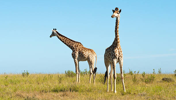 istock Pair of giraffes 138202197
