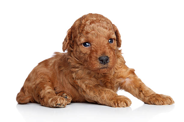 istock Toy poodle Puppy (20 days) on a white background 138203257
