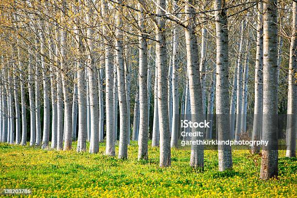 Árboles De Poplar Foto de stock y más banco de imágenes de Álamo - Árbol - Álamo - Árbol, Boscaje, Bosque