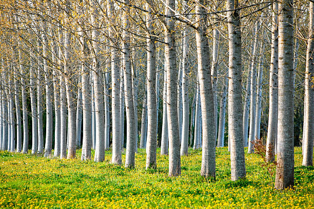 Free picture: Poplar woodland in spring time landscape