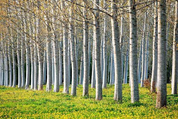 topola drzewa - poplar tree dordogne tree france zdjęcia i obrazy z banku zdjęć