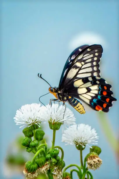 Photo of Dainty Swallowtail Butterfly