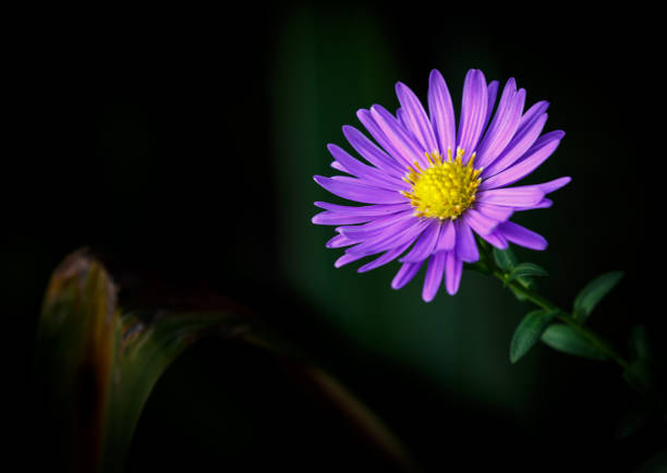istock Blooming tatarian aster in a garden 1382045598