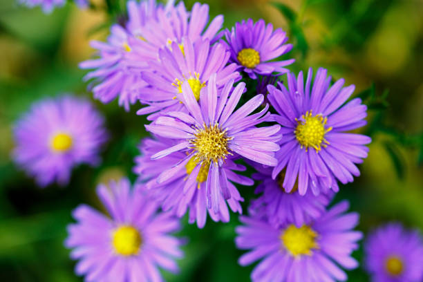 istock Blooming tatarian aster in a garden 1382045692