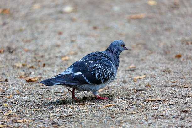 istock Pigeon waking on the field in a park 1382045945