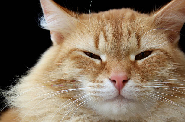 istock Modest red cat sits and stares with half-open eyes 1382049226