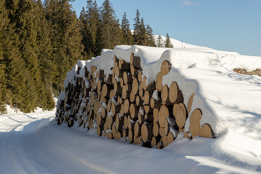 Large stack of newly cut down fir tree timber in sunlight, stacked by a road in Romania