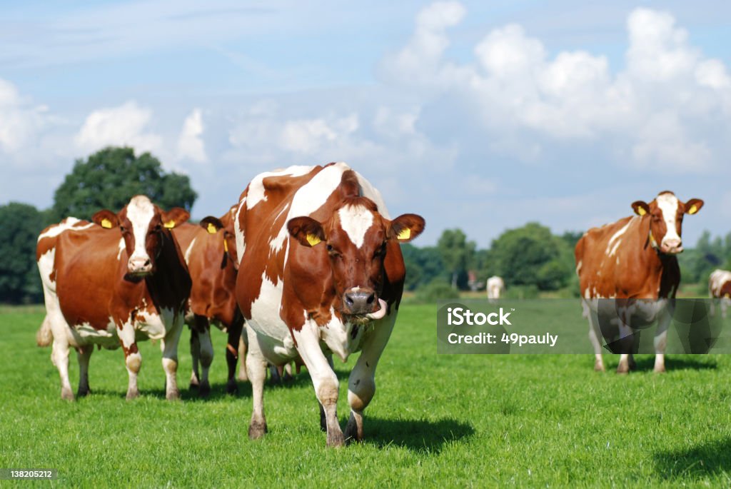 Rouge et blanc plus de vache - Photo de Bovin domestique libre de droits