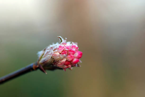 Small branche of the Viburnum grandiflorum.