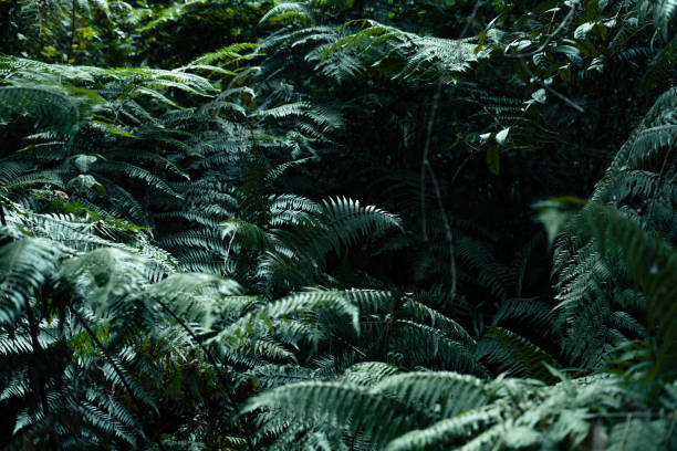istock dark leaves in the forest foliage background in nature 1382060478