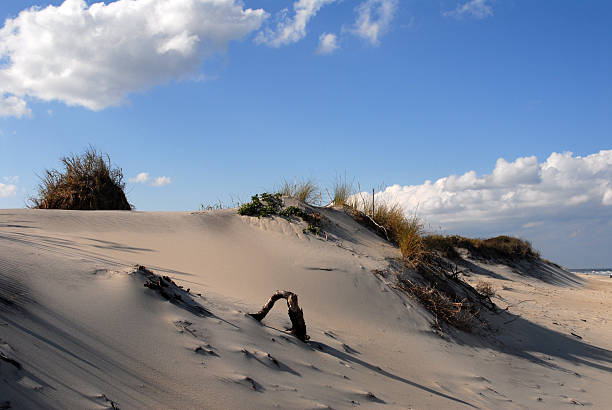 coquina ビーチ - southern usa sand textured photography ストックフォトと画像