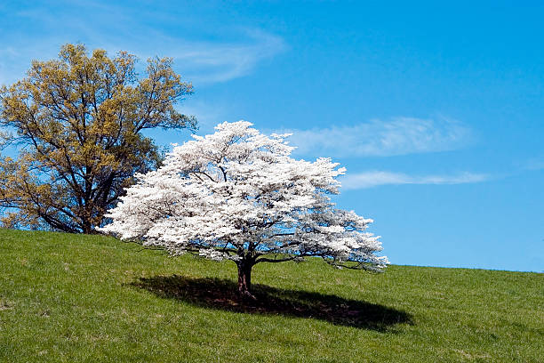 Dogwood Tree Dogwood Tree in full bloom.  Photographed in rural northern Virginia dogwood trees stock pictures, royalty-free photos & images