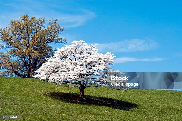 Dogwood Tree Stock Photo - Download Image Now - Dogwood, Tree, Agricultural Field