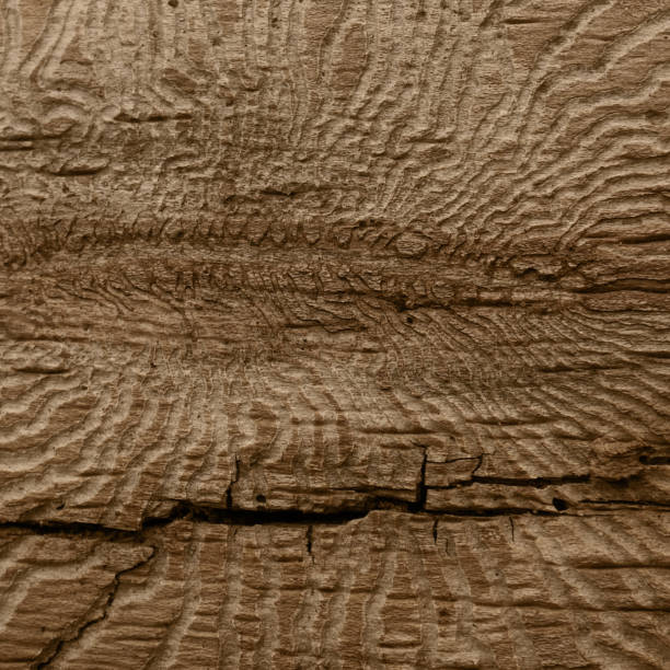 ウッドテクスチャーの背景、茶色の傷ついた木製のまな板 - hardwood floor wood counter top cutting board ストックフォトと画像