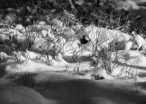 close-up view of snowy plants, snow texture, white, snowy ground