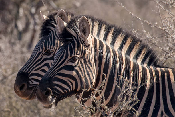 frères zèbres - zebra africa wildlife nature photos et images de collection