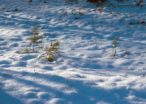 close-up view of snowy plants, snow texture, white, snowy ground