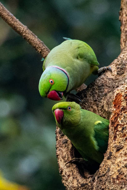 istock The Parakeet Couple 1382077527