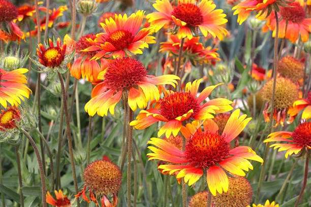 istock Scarlet flowers in garden 138208255