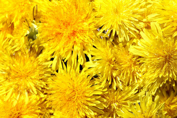 istock Background yellow dandelion flowers 1382091163