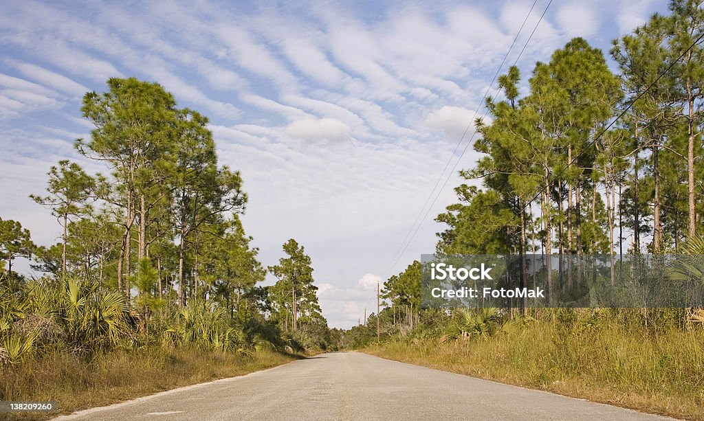 Ländliche Straße in den Florida Everglades National Park - Lizenzfrei Baum Stock-Foto