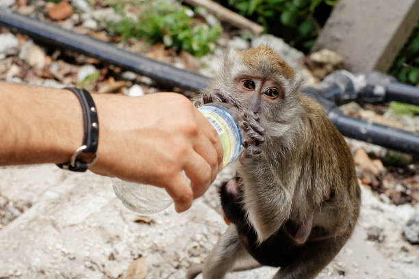 istock People care for wild animal 1382097716