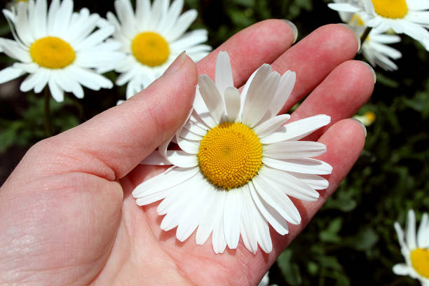 Wild chamomile flower in hand