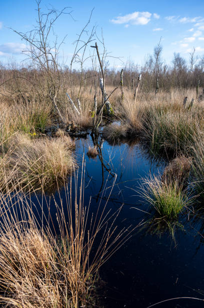 istock Wooldse Veen - wetland swamp 1382102198