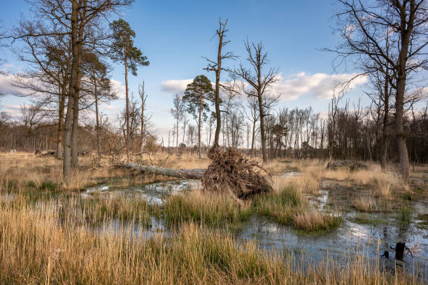 istock Wooldse Veen - dead tree in a swamp 1382102733