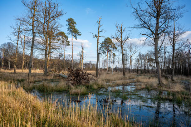 istock Wooldse Veen - dead tree in a swamp 1382103263