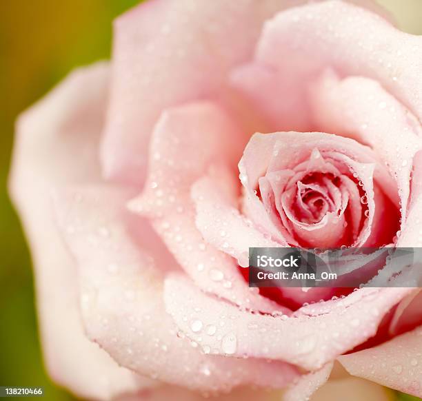 Fresh Pink Rose Stock Photo - Download Image Now - Beauty In Nature, Blossom, Close-up