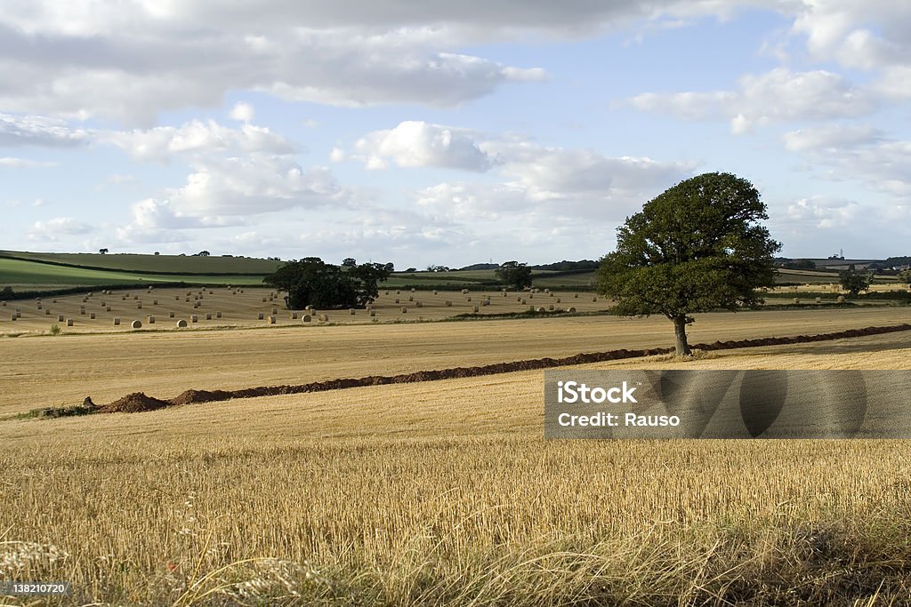 Golden Paisagem - Royalty-free Agricultura Foto de stock