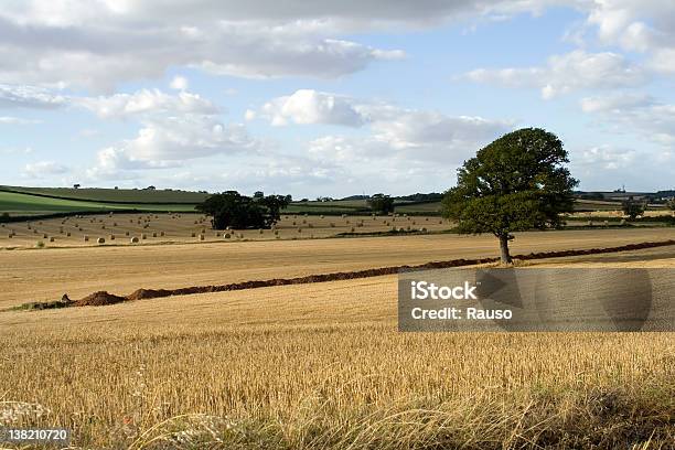 Golden Paisagem - Fotografias de stock e mais imagens de Agricultura - Agricultura, Alimentação Saudável, Ao Ar Livre