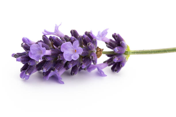 istock Lavender flowers on a white background. 1382116897