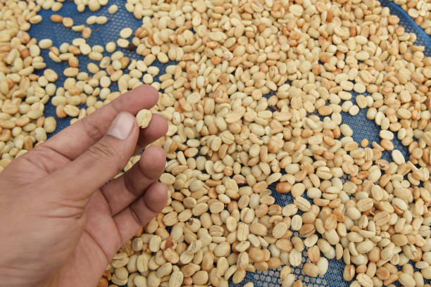 istock close up of green coffee beans 1382122985